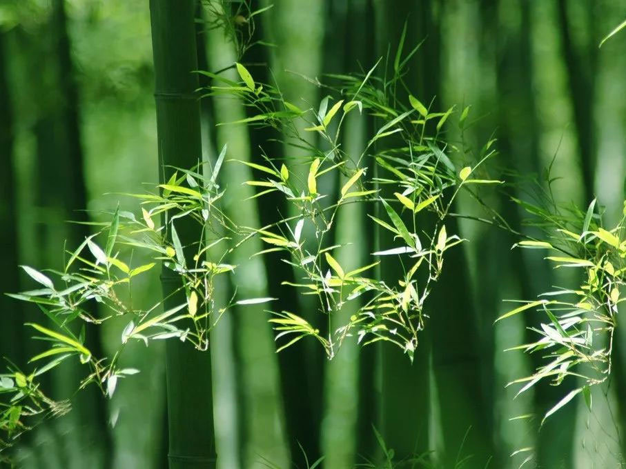 竹餐具的介绍